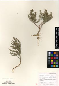 Herbarium Sheet of 